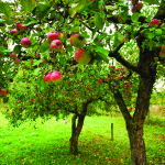 Trees with red apples in an orchard